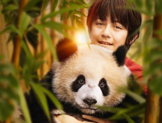Un panda et un garçon dans une foret de bambou