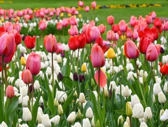 Tulipes