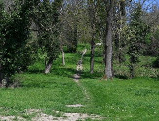 Butte Pinson