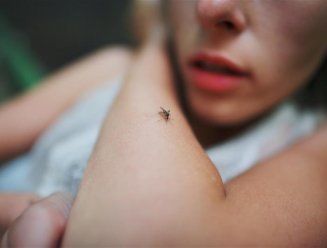 Le virus du Nil occidental est transmis par les moustiques
