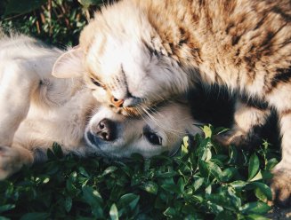 animaux