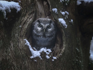 Hibou dans un arbre 