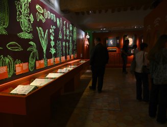 Le jardin qui soigne dans le jardin du musée